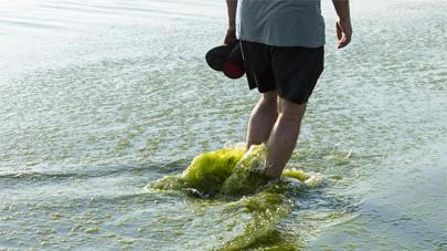 research project - Harmful algal blooms