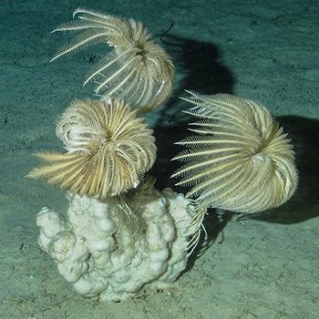 Sixth Annual photo contest Sponge and Sea Lilies